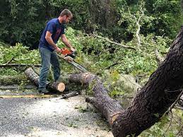  Zapata, TX Tree Removal Pros
