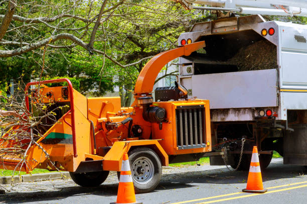 Best Stump Grinding and Removal  in Zapata, TX