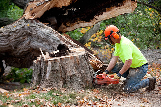 Best Hazardous Tree Removal  in Zapata, TX
