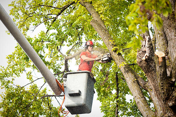 How Our Tree Care Process Works  in  Zapata, TX